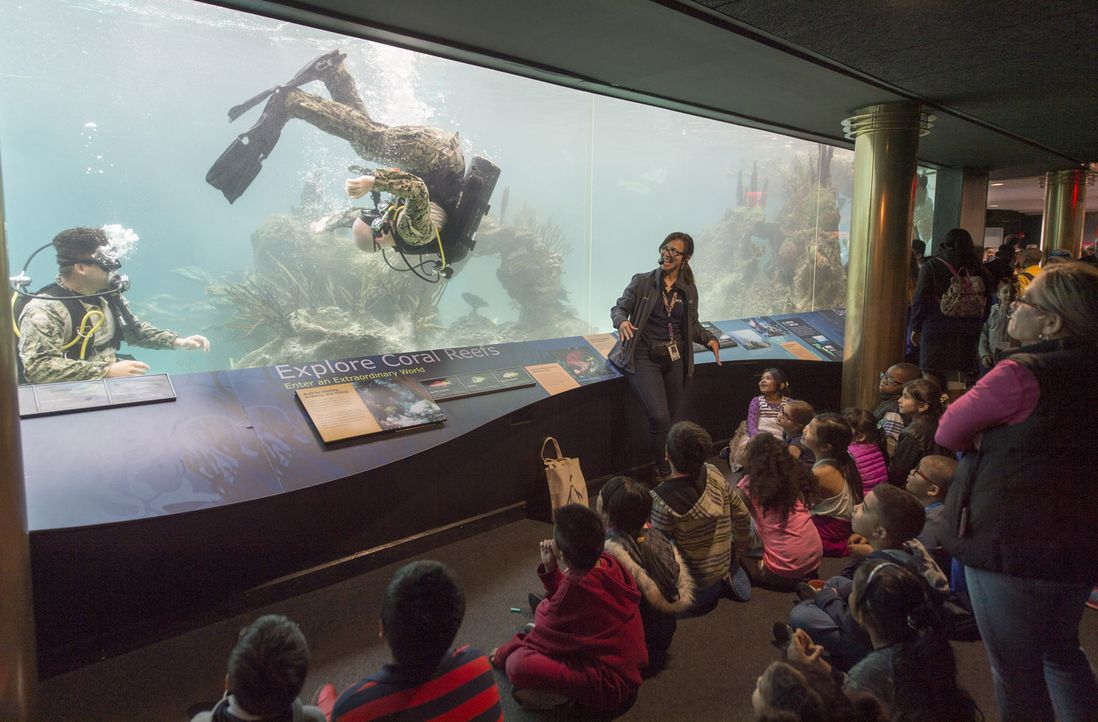 Navy Diver 1st Class Sean Dargie, assigned to Mobile Diving and Salvage Unit (MDSU) 2, performs a somersault for a tour group at the New York Aquarium during the 2017 Fleet Week New York. (U.S. Navy photo by Mass Communication Specialist 2nd Class Charles Oki)